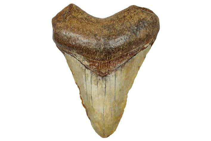 Juvenile Fossil Megalodon Tooth From Angola - Unusual Location #258587